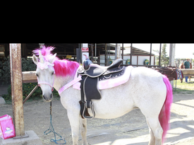 Fancy Pony Parties - Pony Rides - Stockton, CA - Hero Gallery 1