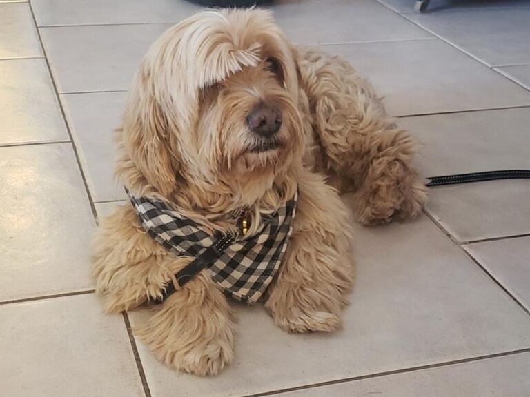 The two adopt Barley from Barb's dog shelter in Rocky Point and quickly learn that he is 90% blind, 100% deaf, but 1000% good boy. 