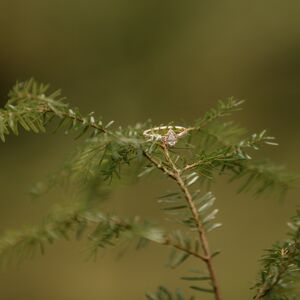 Gallery Photo 14