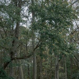 Gallery Photo 14