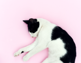 black and white kitten sleeping