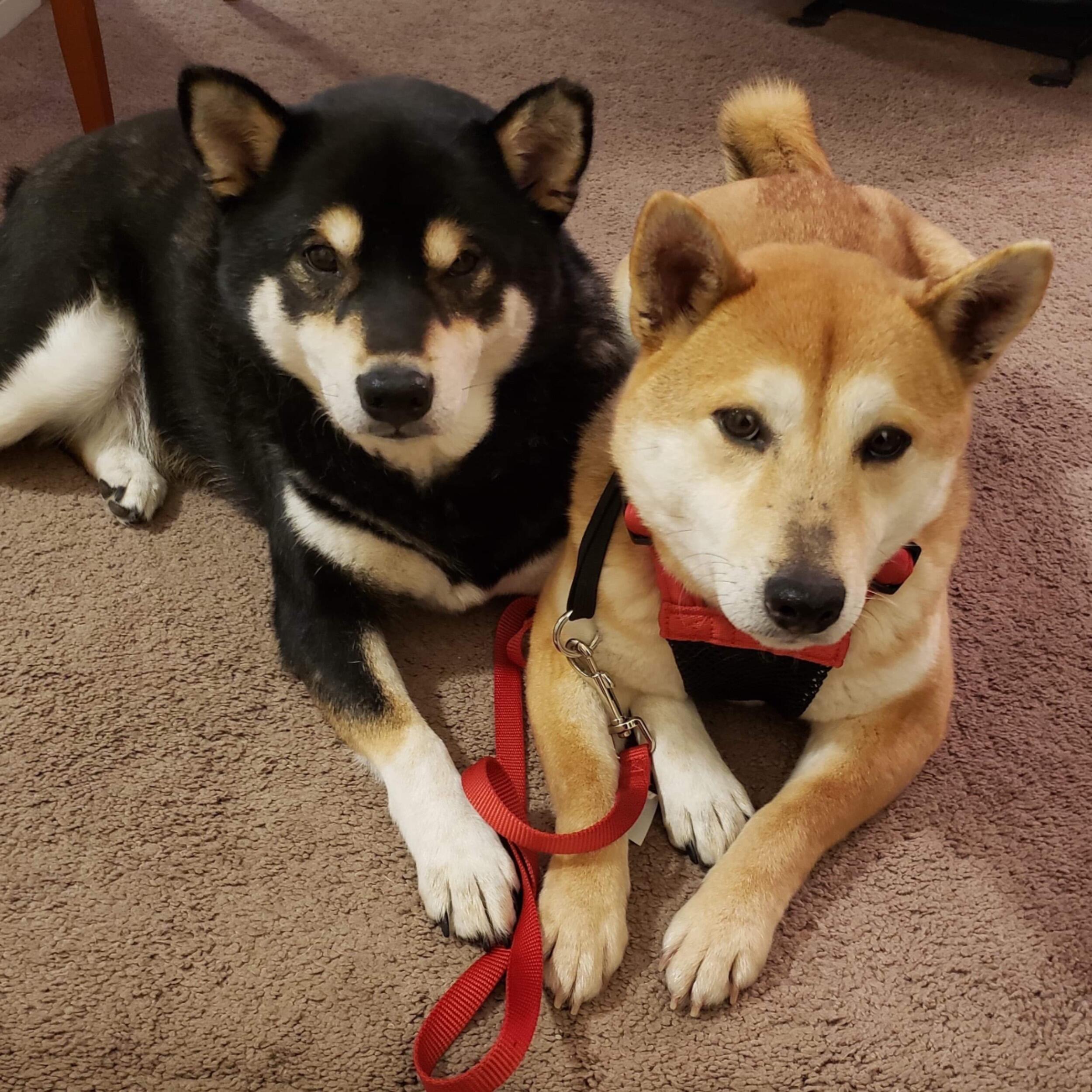 Chad and Jocelyn moved back to Windsor after finishing school and started their own family.. a fur family! With dogs named Max and Simba!