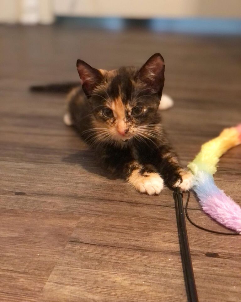 We adopt our second baby Olive and complete our cat family 