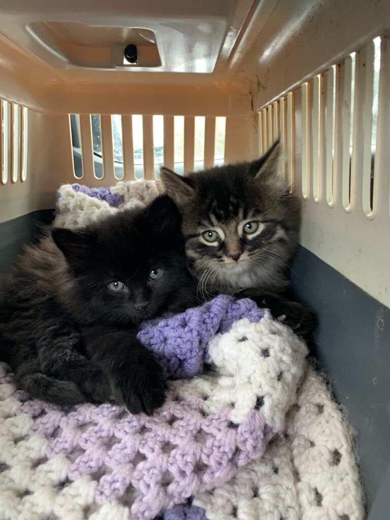 we welcomed Felix & Axl to the family
