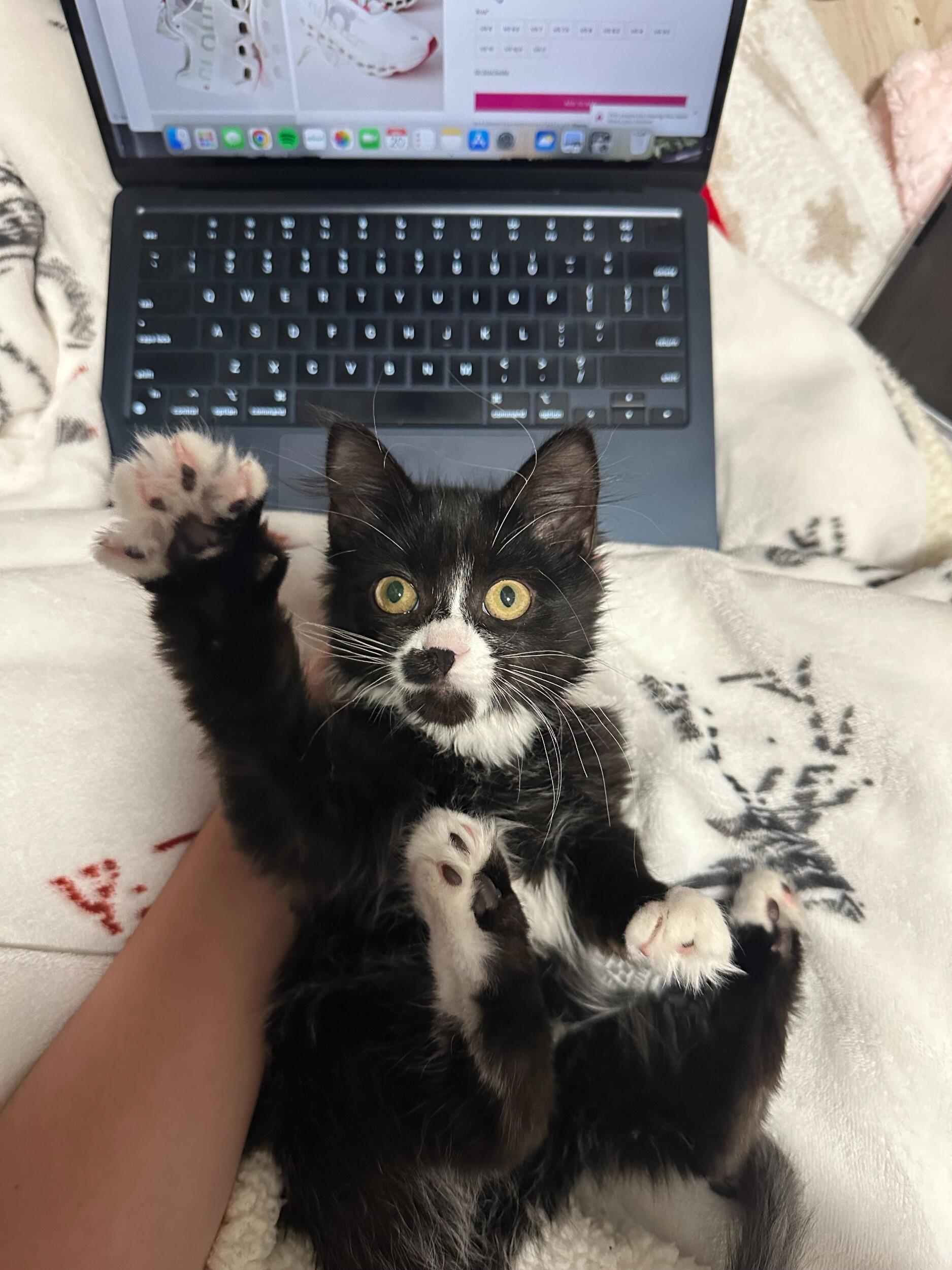 David and Marissa adopted their second tuxedo cat, Ladybug Maple. 