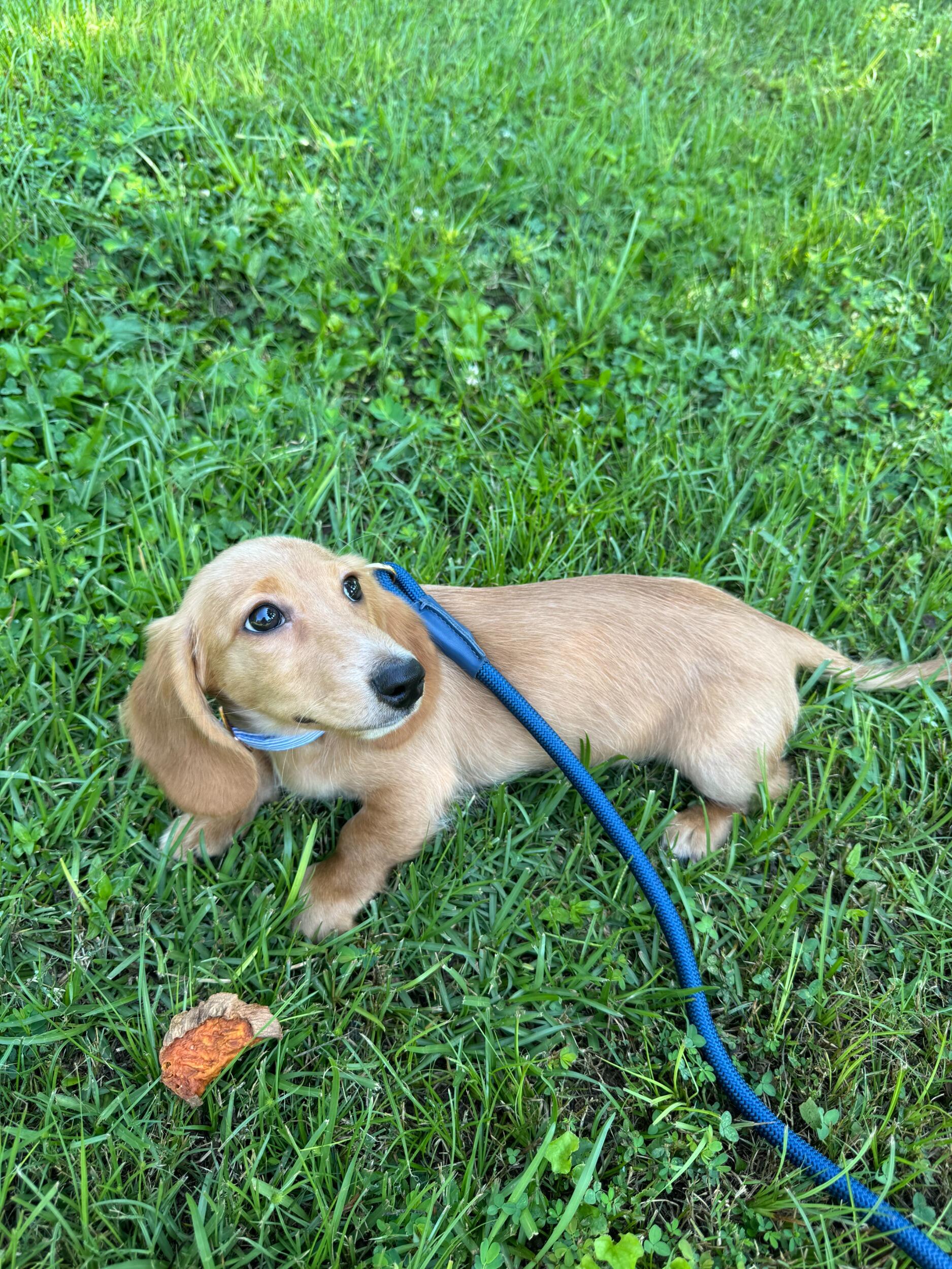 Picked up our dog Fritz