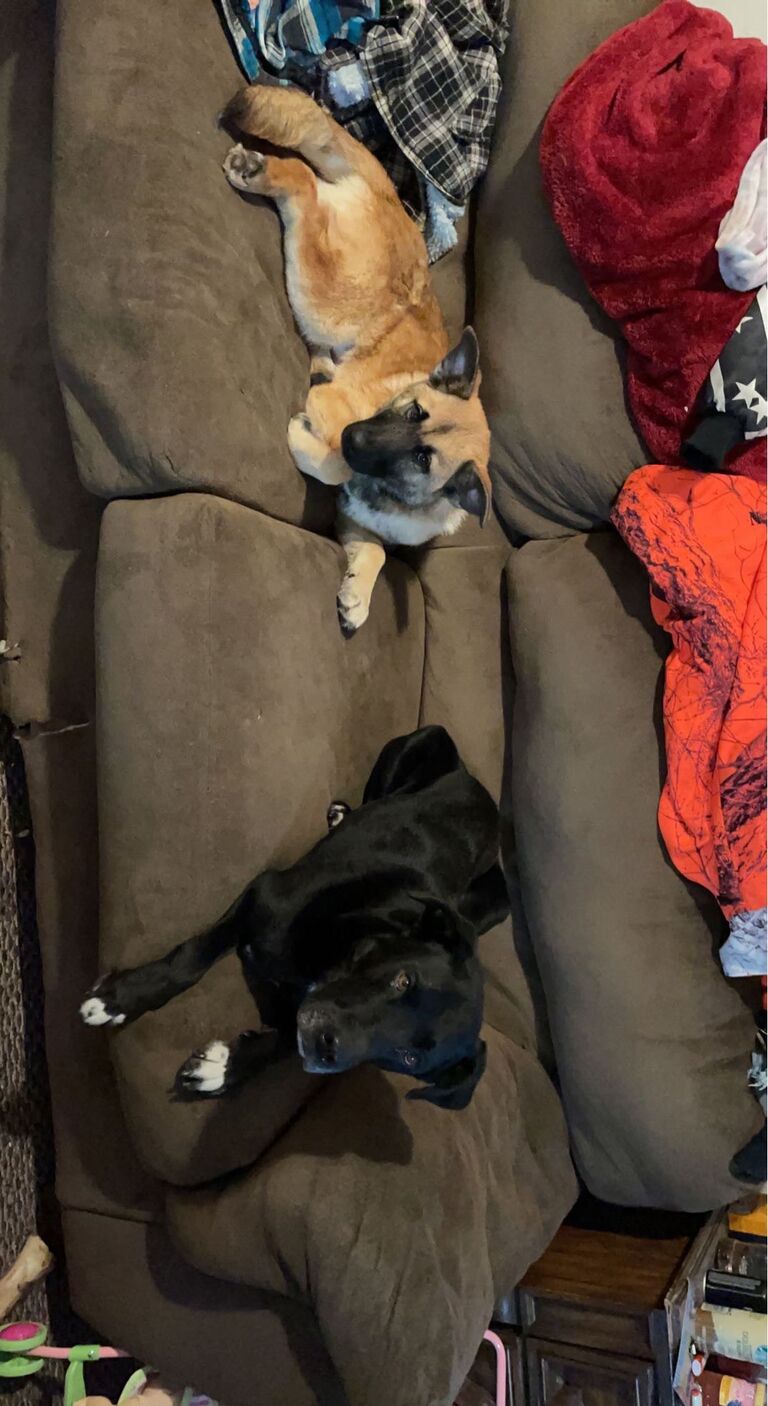 Got our first pet together, Raz our German Shepard