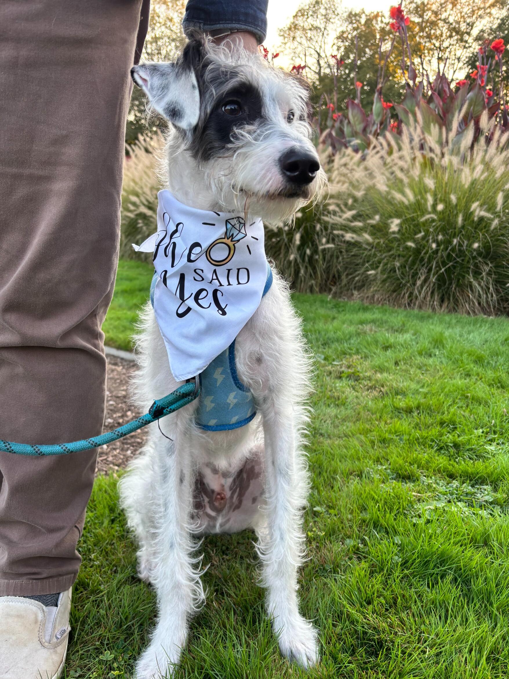 In January of 2024, Nick and Megan decided to really get serious and adopt a puppy together. George quickly became an integral part of the family, so much so that he ended up being a part of the proposal!