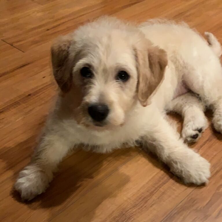 During year 3, our girl Sadie came into our lives! She has brought us so much love! 