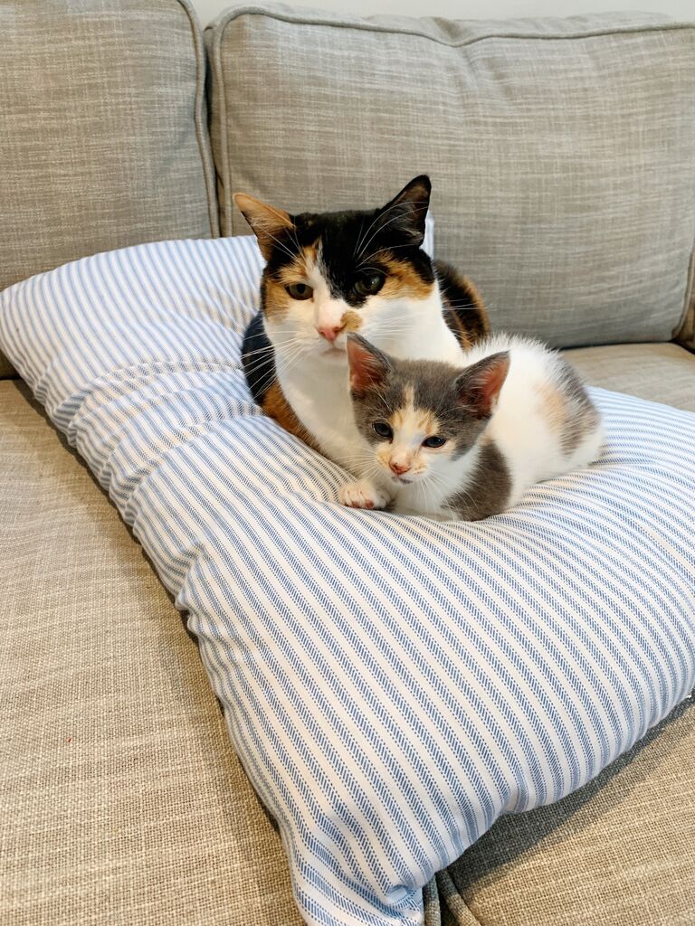 Clementine has already been living in Chattanooga, but in August, a friend rescues a kitten and we adopt her! Now we have Clem & Lily!