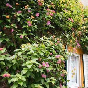 Gallery Photo 61