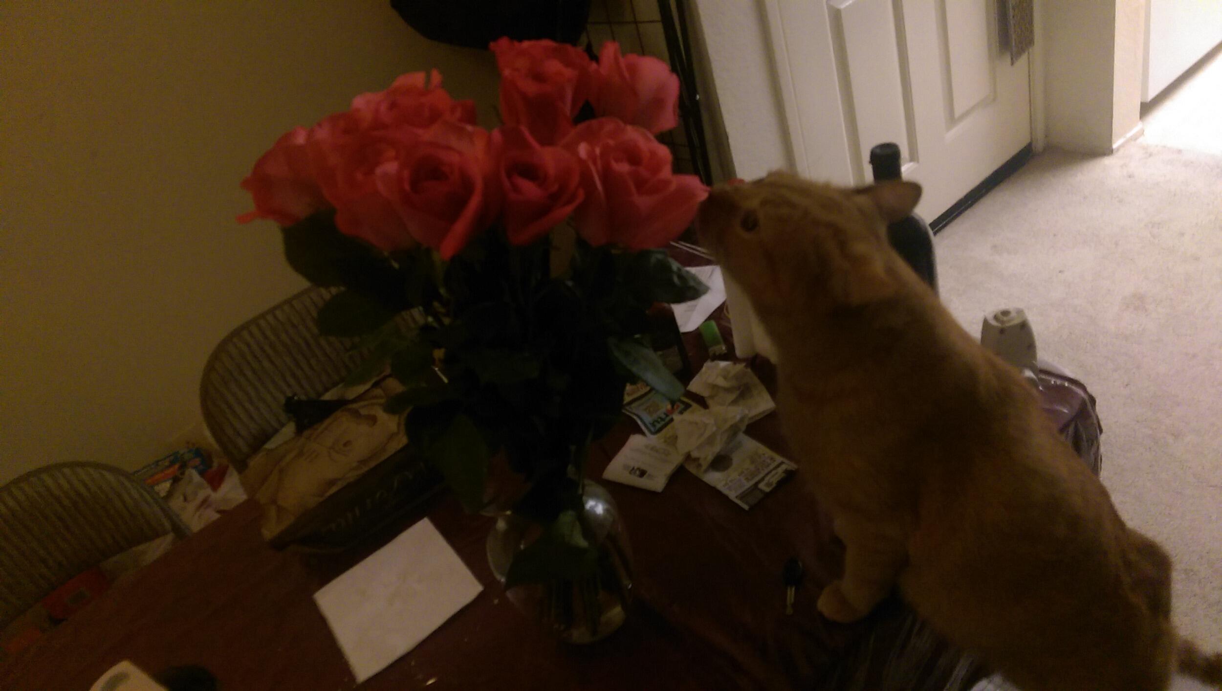 Milo smells my anniversary roses