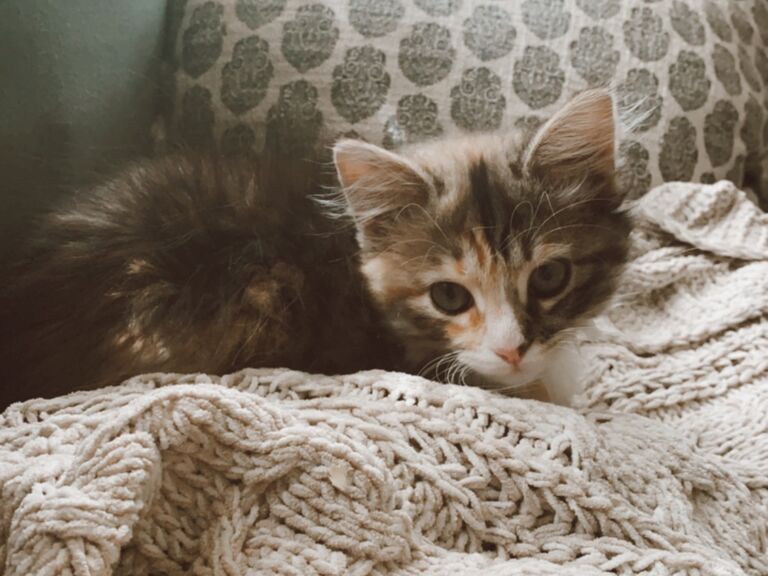 Lily joins our little family!