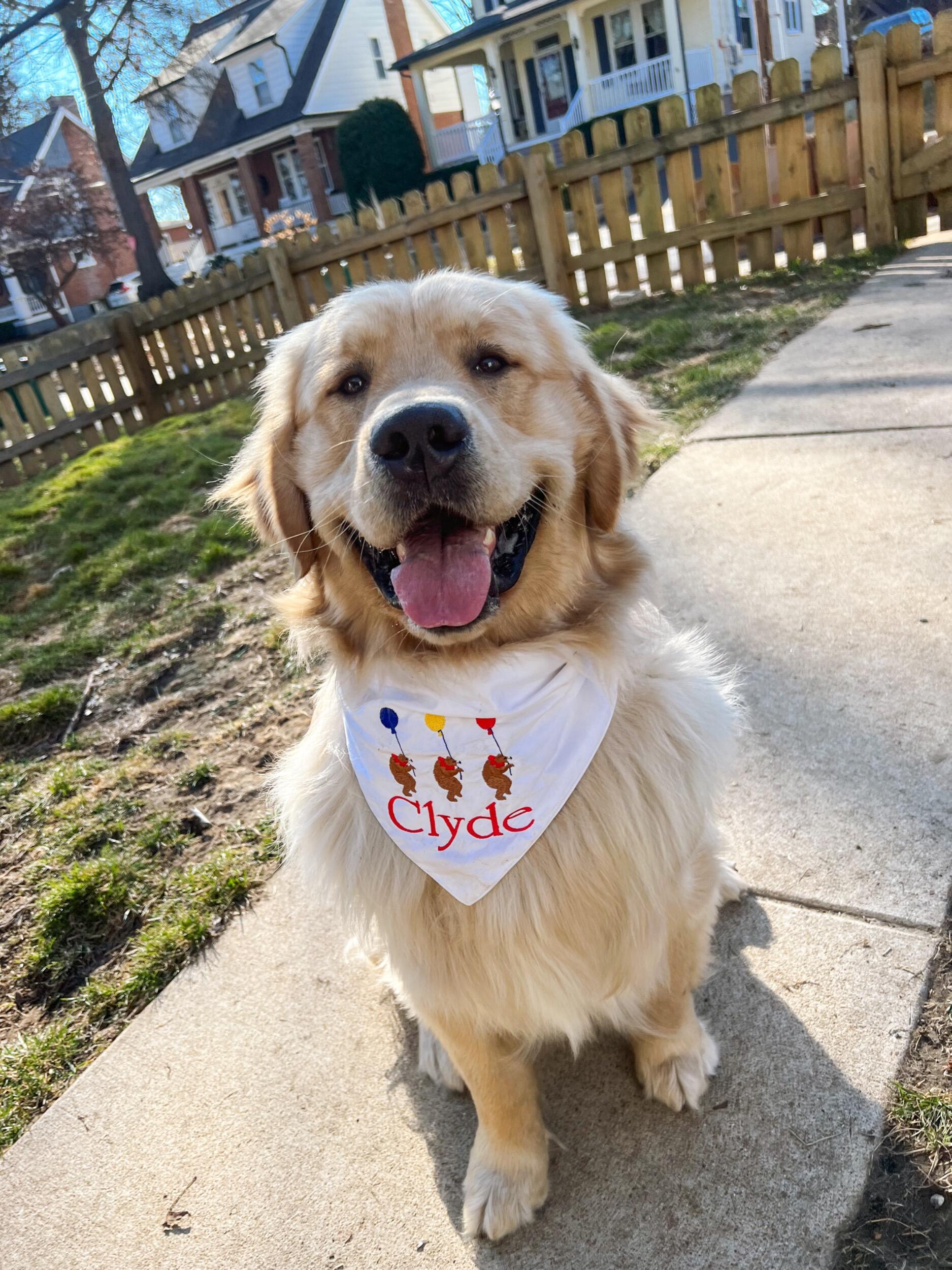 On Valentine’s Day our sweet Clyde turned one! 🎂
