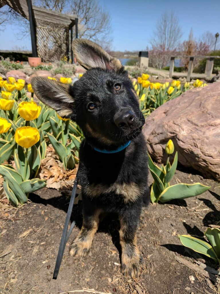 In 2018, we welcomed Max home!