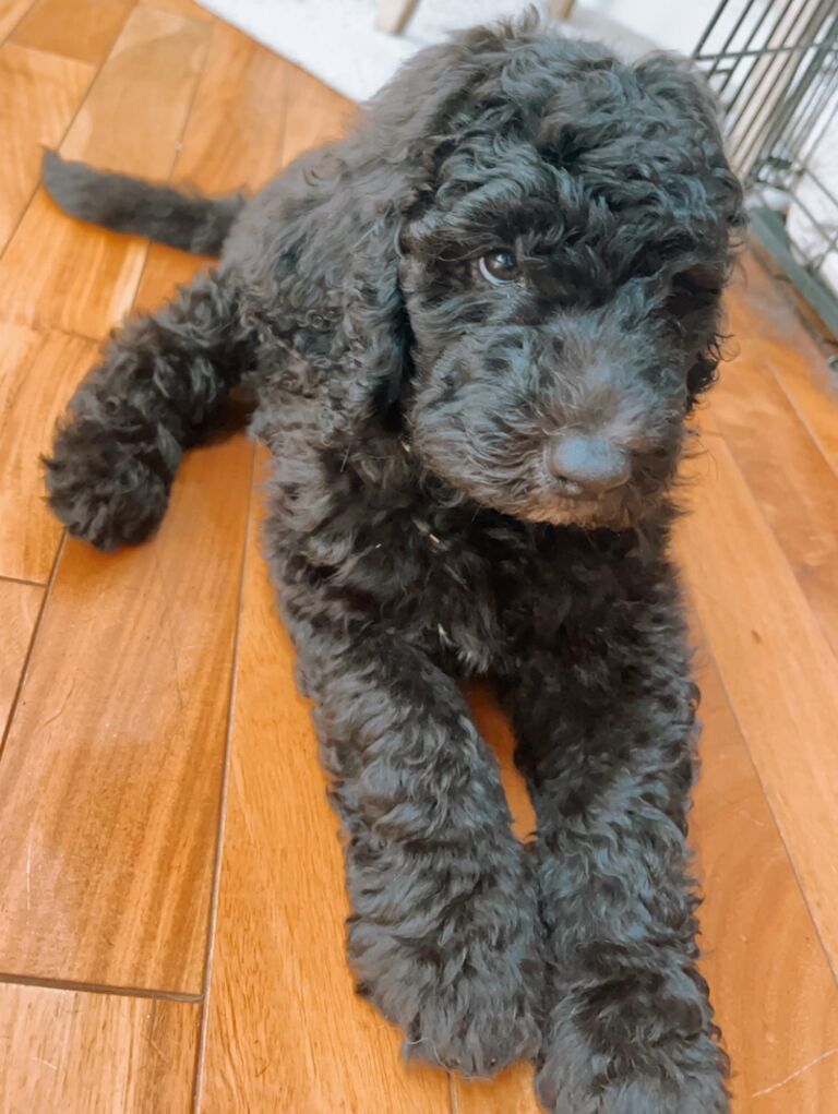 The day we happily welcomed our first puppy to the family - Sadie Mae Moore!