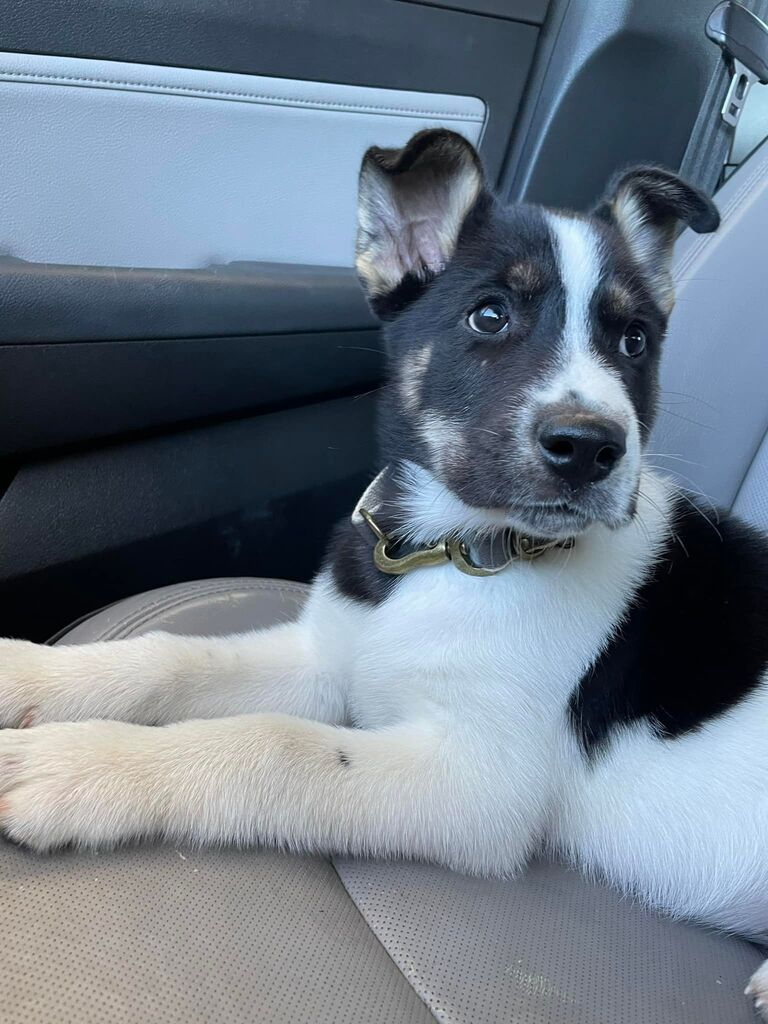 Bringing home our fur baby!