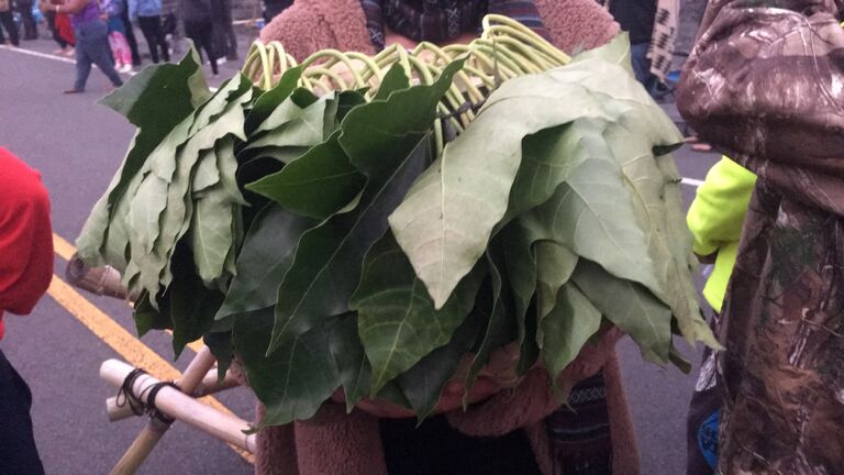 Kukui lei holds a big space in my heart because this is the first heartfelt thing we did together. Gathered kukui leaves from Maunalei ahupuaʻa & brought it to Mauna Kea as an offering. So much love poured into this lei & truly began our journey together.