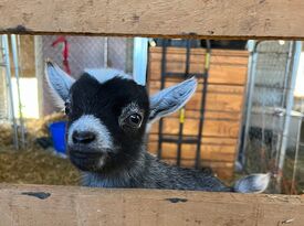 Pygmy Goat Entertainment for Parties and Events - Animal For A Party - Byron Center, MI - Hero Gallery 4