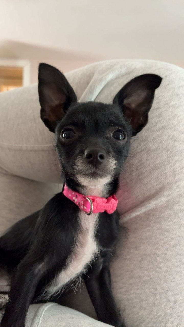 Got our first puppy together!