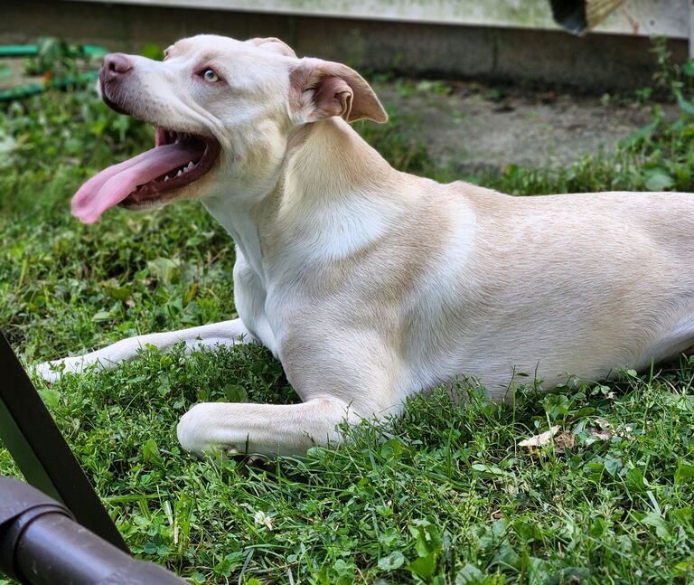 The couple adopted Kali together and she has been the light of their life ever since! 