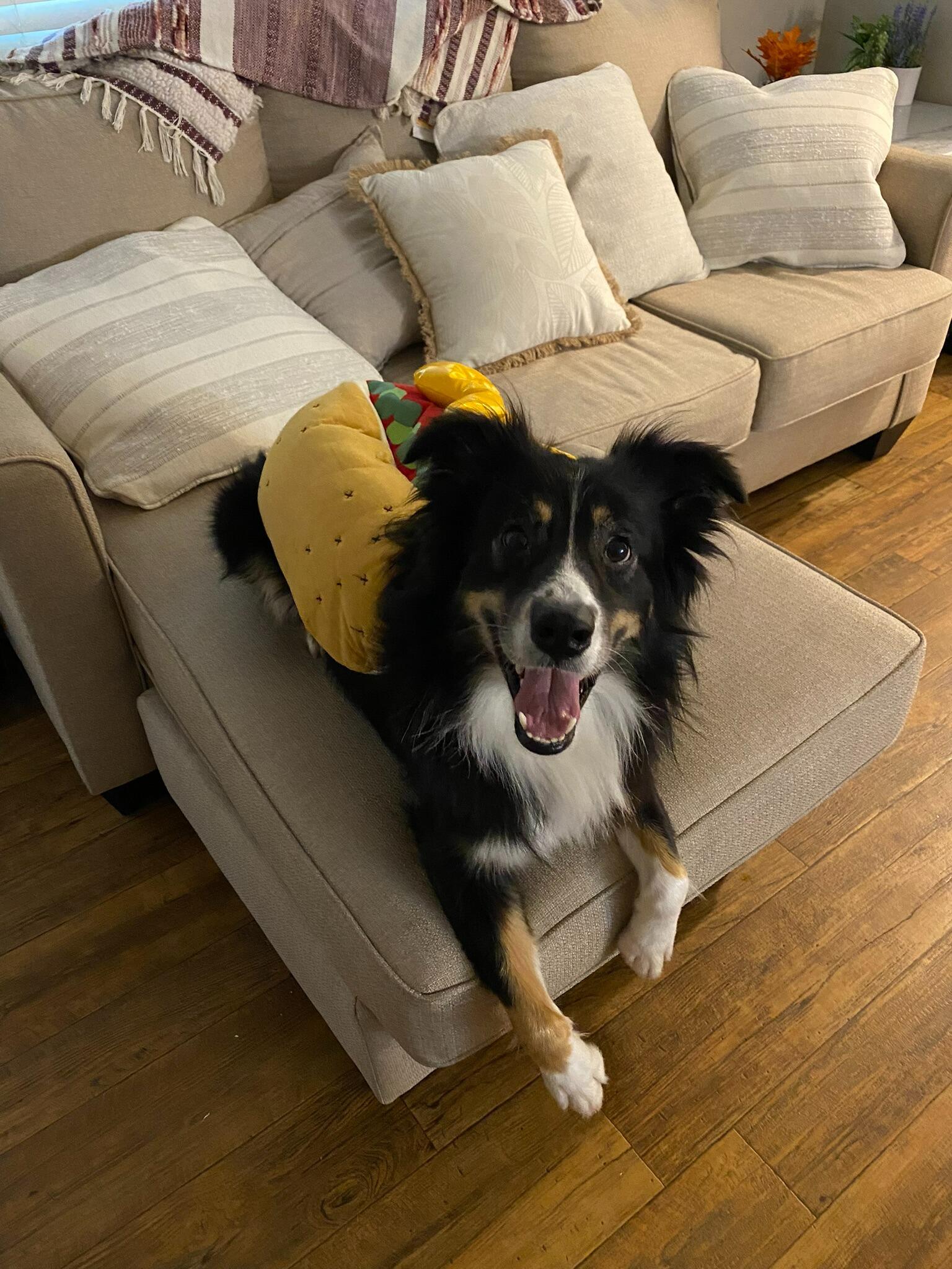 Hot Dog Bear!