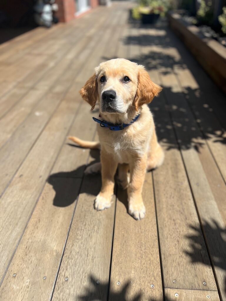 Rio joined our family 
