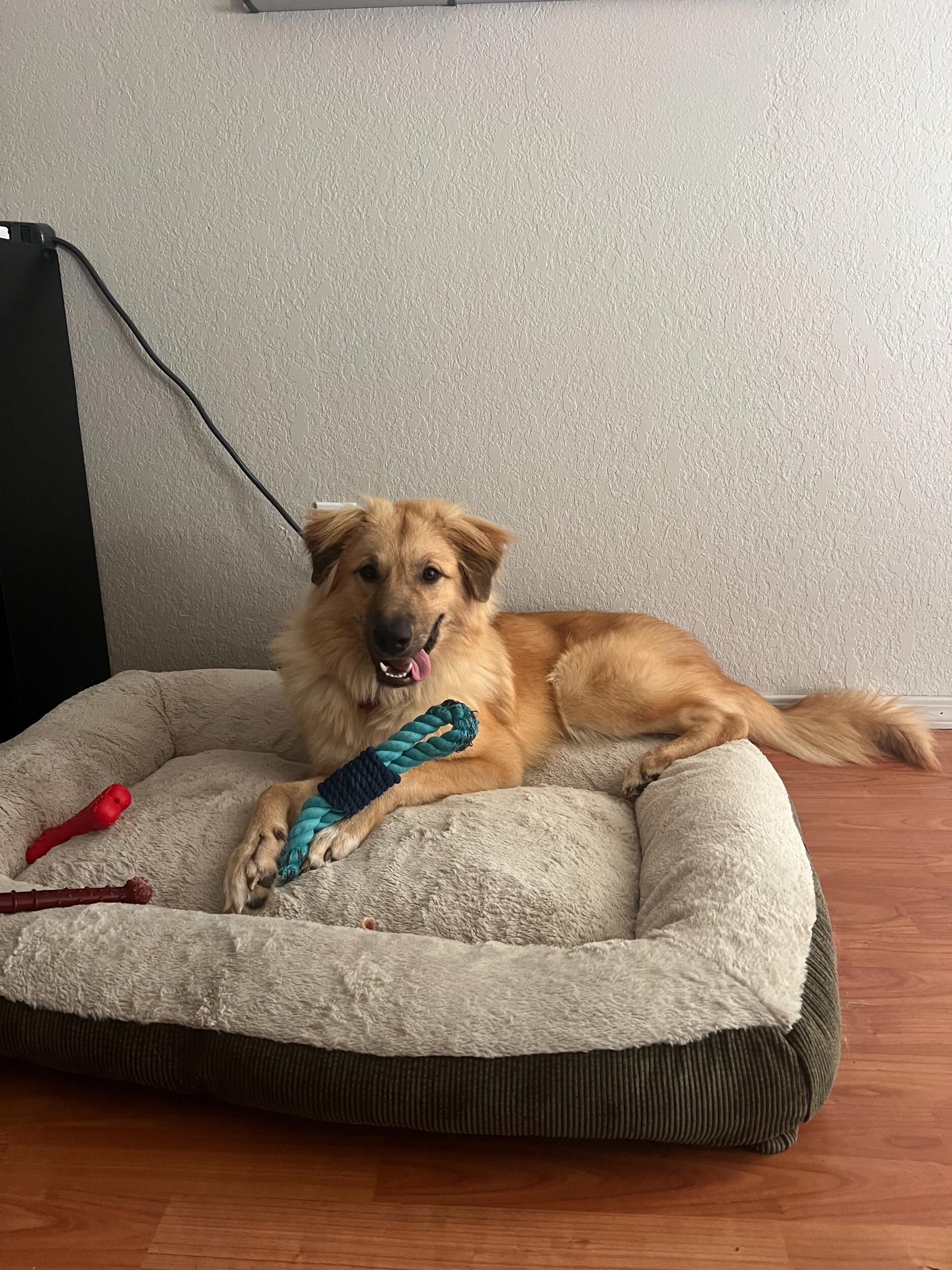 We adopted a dog!