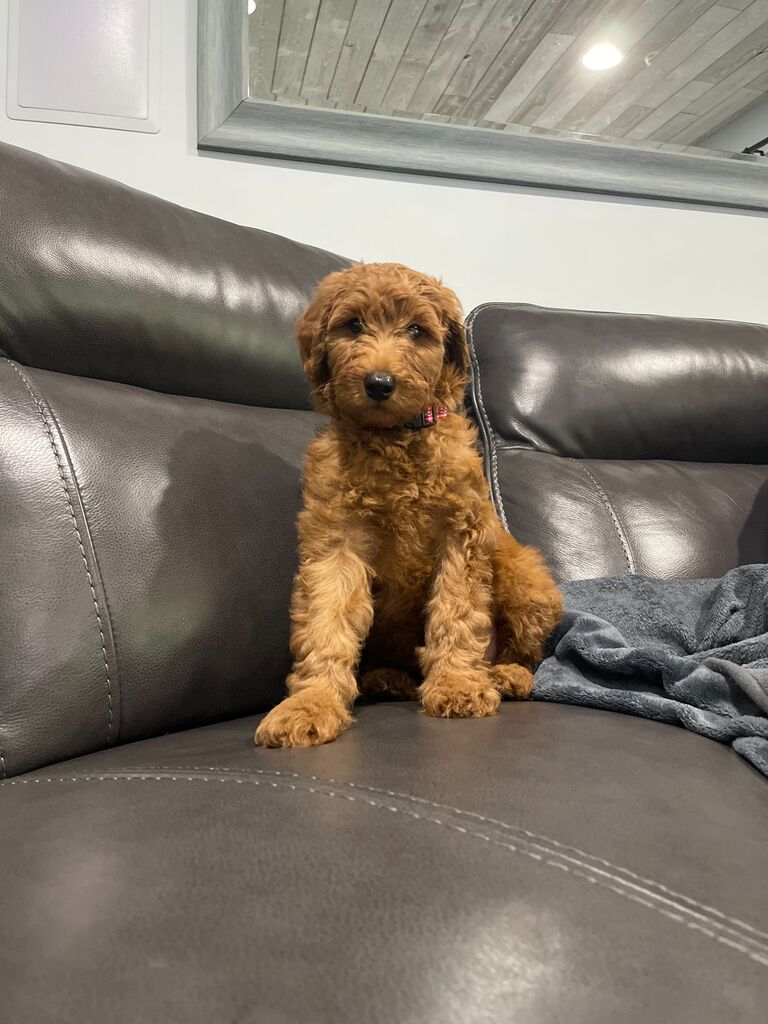 Adding Millie to our family 🐩