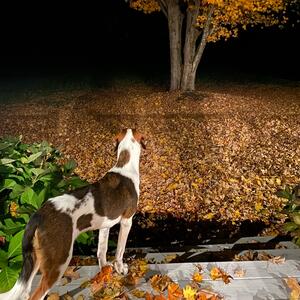 Gallery Photo 76