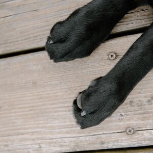 Gallery Photo 37