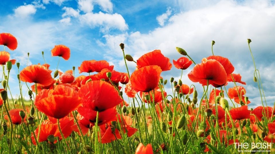 Poppy Field Zoom Background for Memorial Day