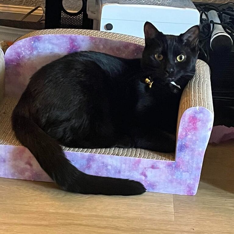 The most recent addition the Byrd family, Onyx is a rescue from the local humane society and exudes elegance.