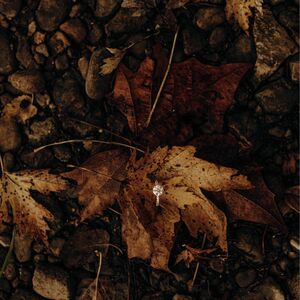 Gallery Photo 35