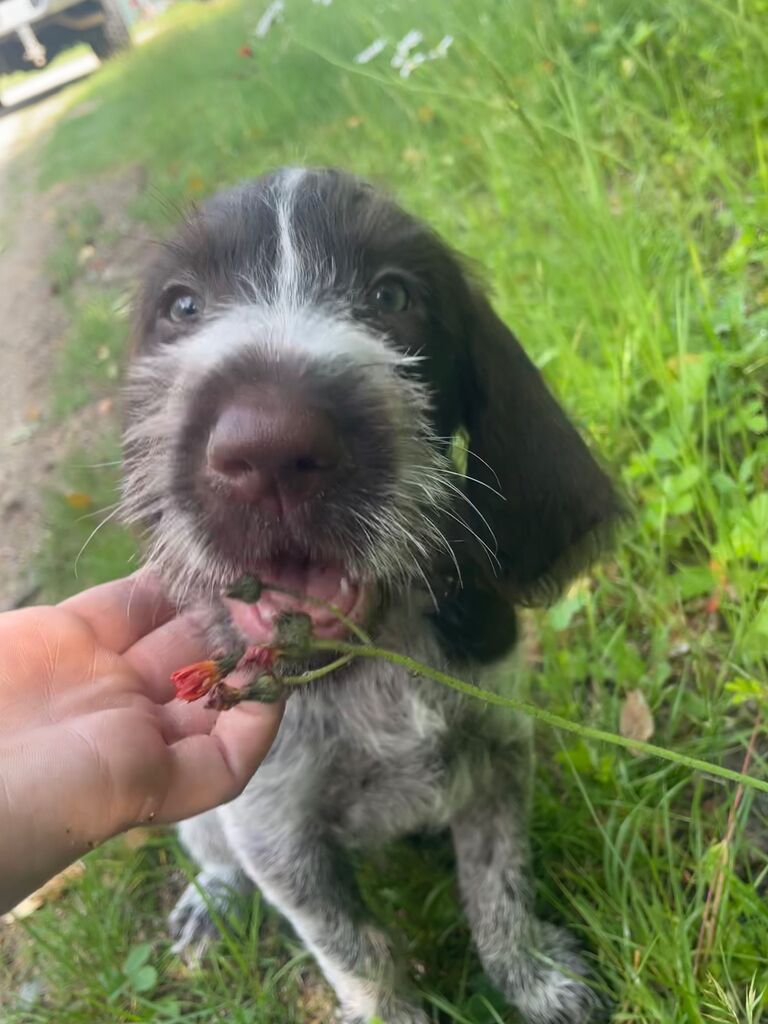Our family grew by one body, four legs.