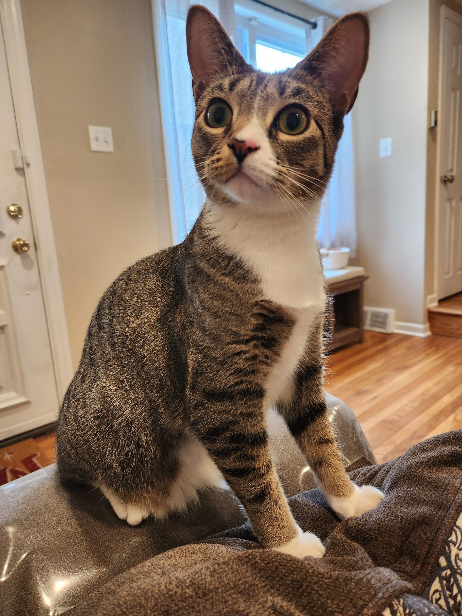 Our baby- Teddy😻