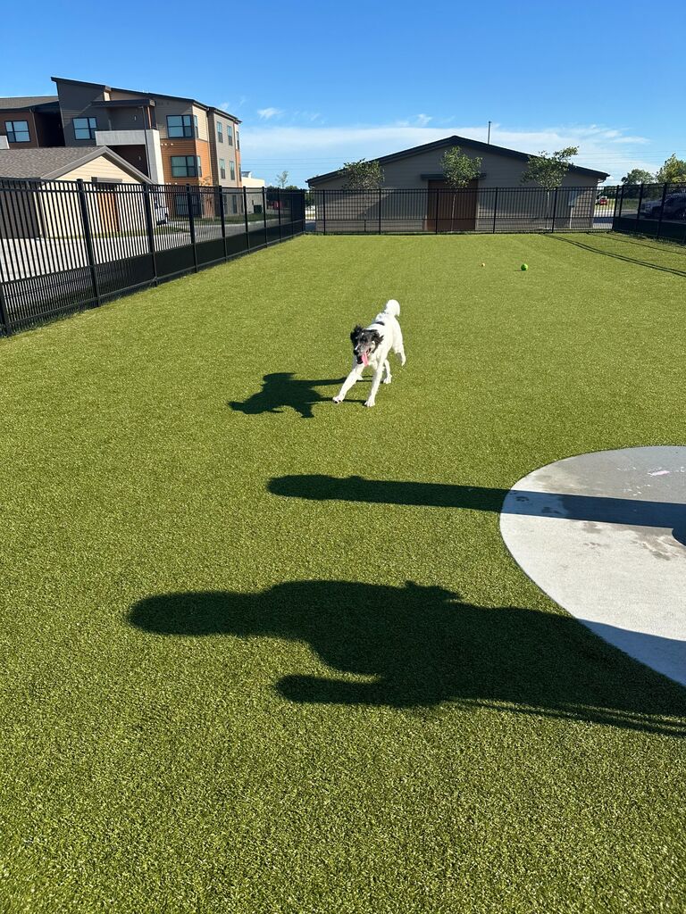 French Fry celebrating his Gotcha Day with his pawrents at the dog park at their new apartment in Wichita.