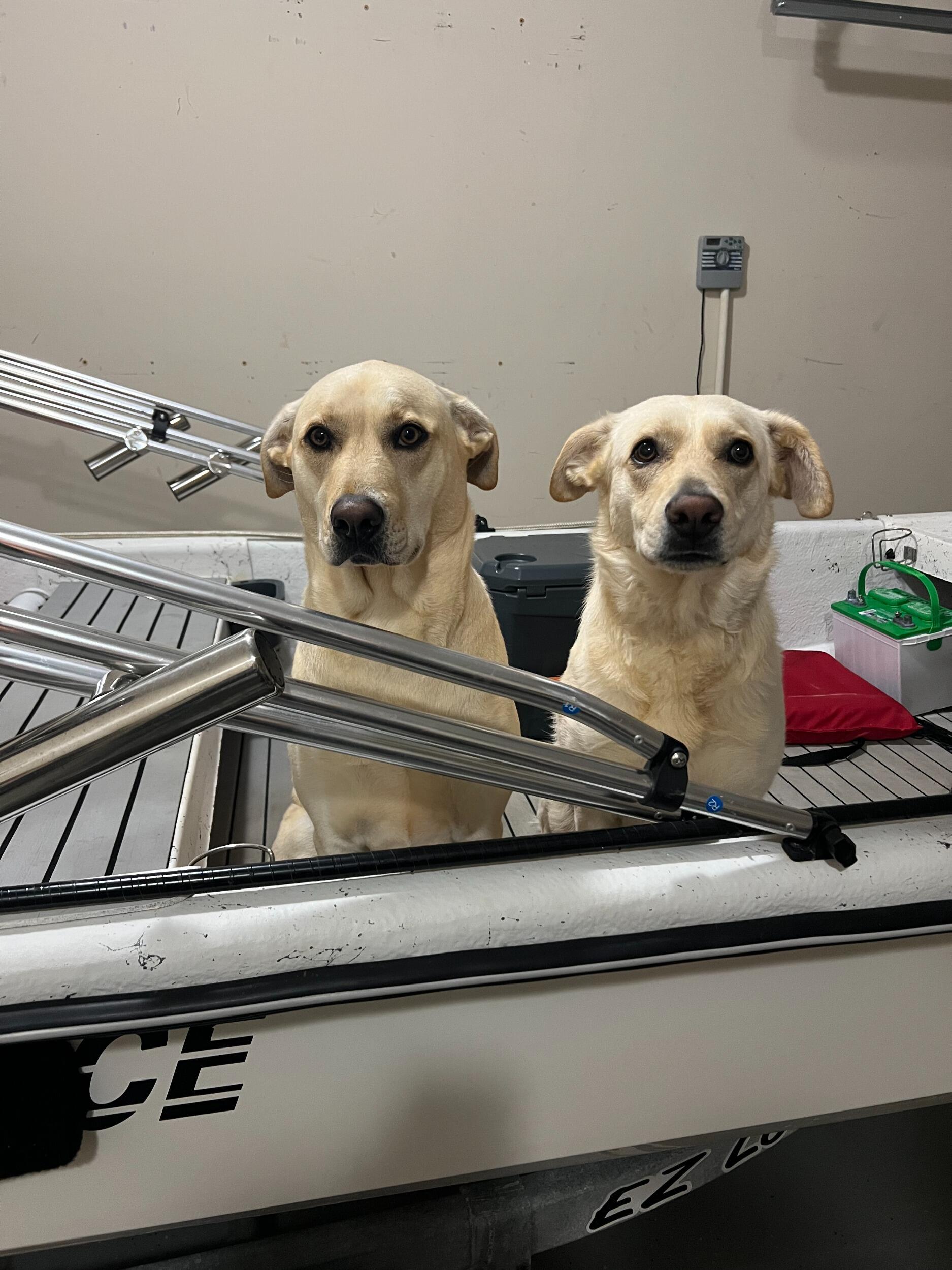 Since then, they've had adventures spanning across more than 3 states. At the moment they are happy to explore their new home in Augusta, GA. The pups have taken a liking to their boat days on Clarks Hill Lake. 