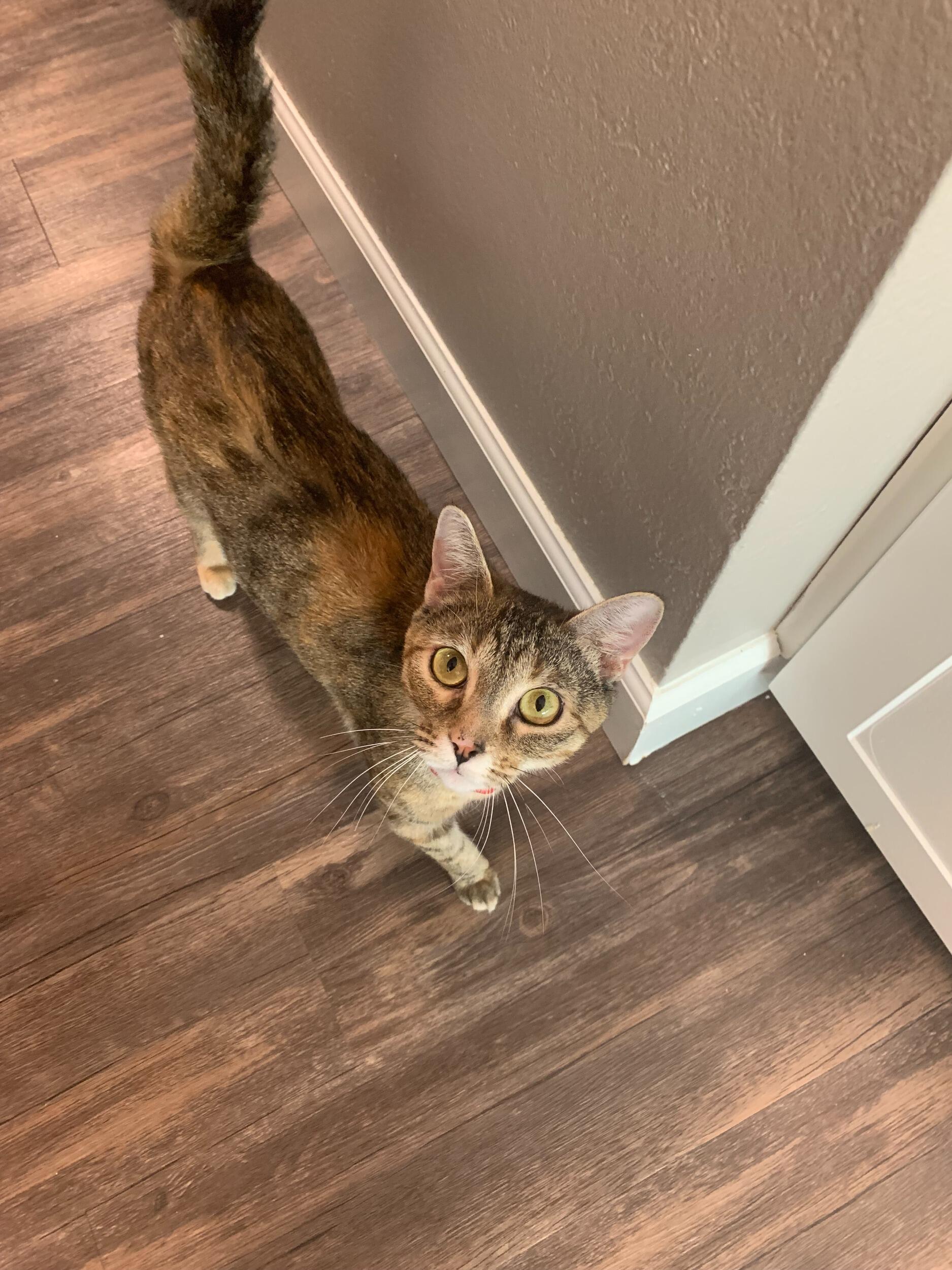 Maci's first day with us after being adopted!
