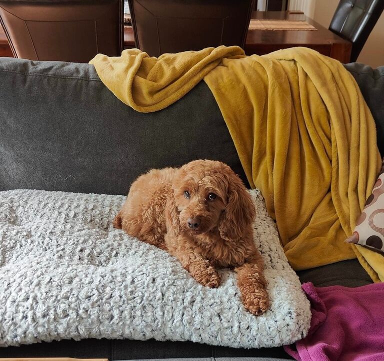 Megan and Andrew welcomed Java to the family!