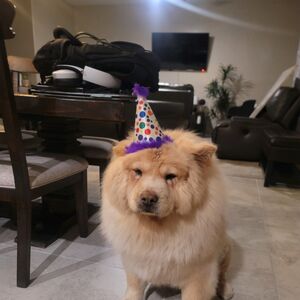 Gallery Photo 27