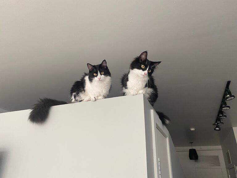 Looking over their new home