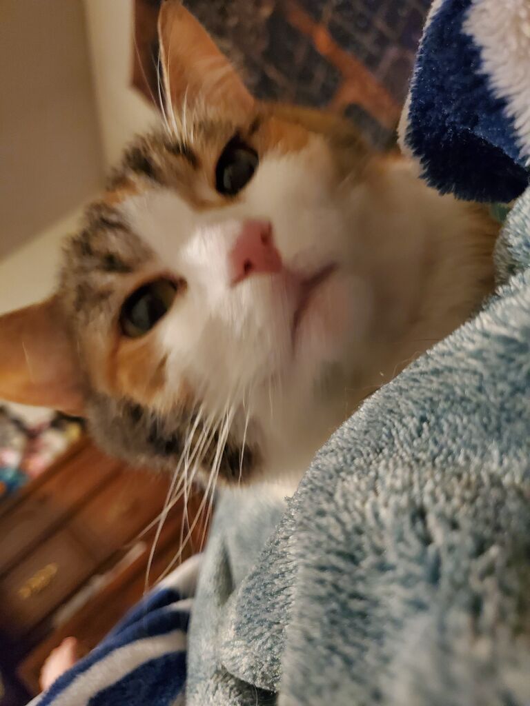 Adopted Velociraptor