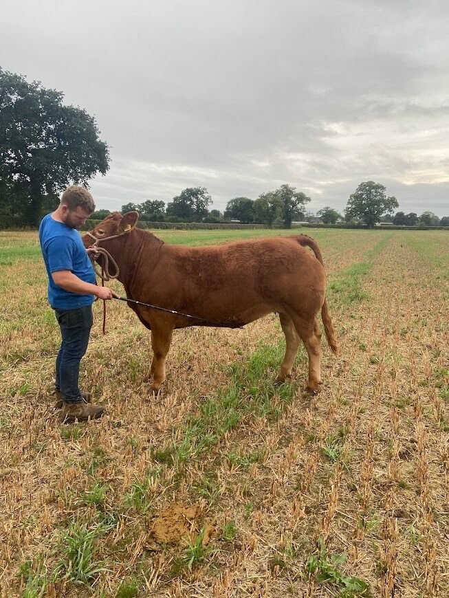 Halter training this beaut, Absolute Suspension.