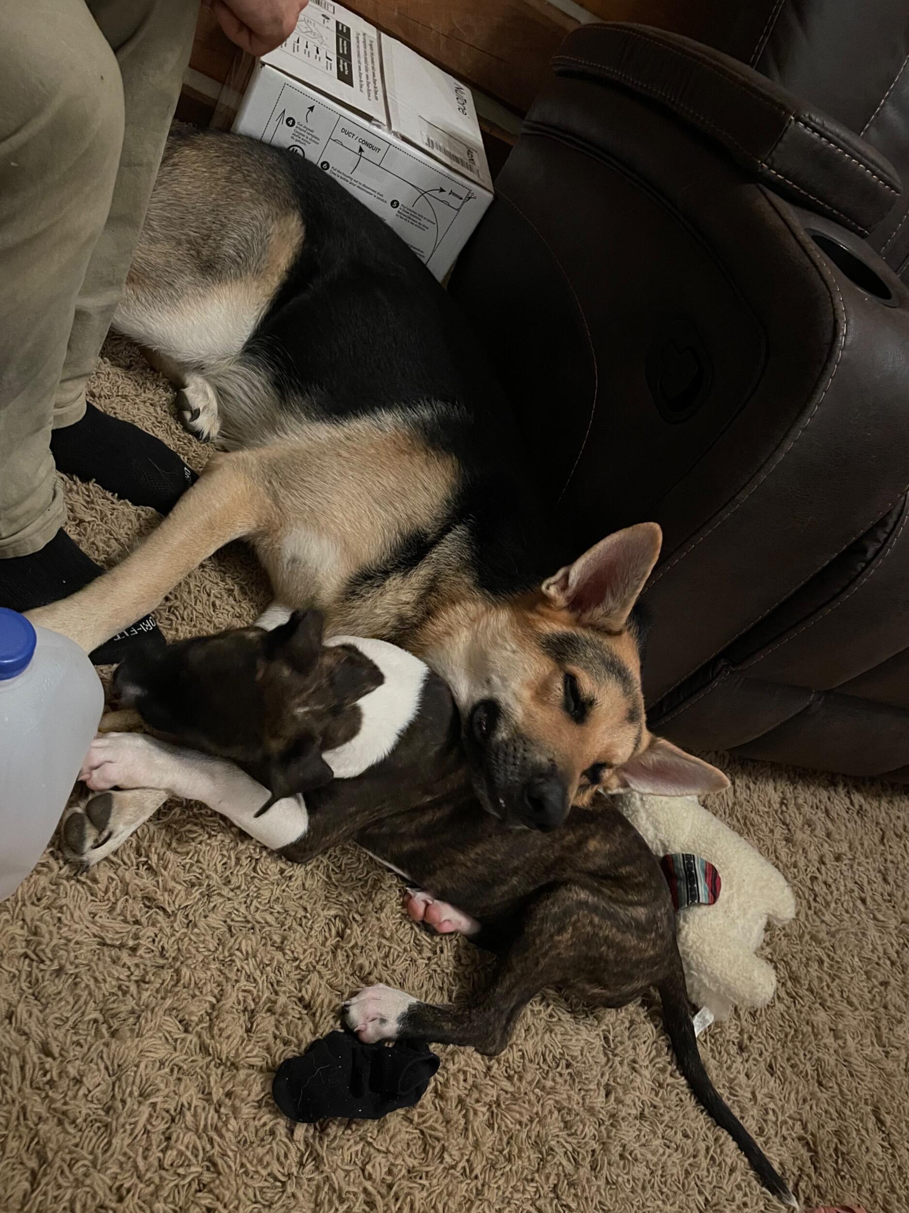 Unfortunately a different sibling for Eli -Bellissima (Bu-lee-see-ma or Bell for short).