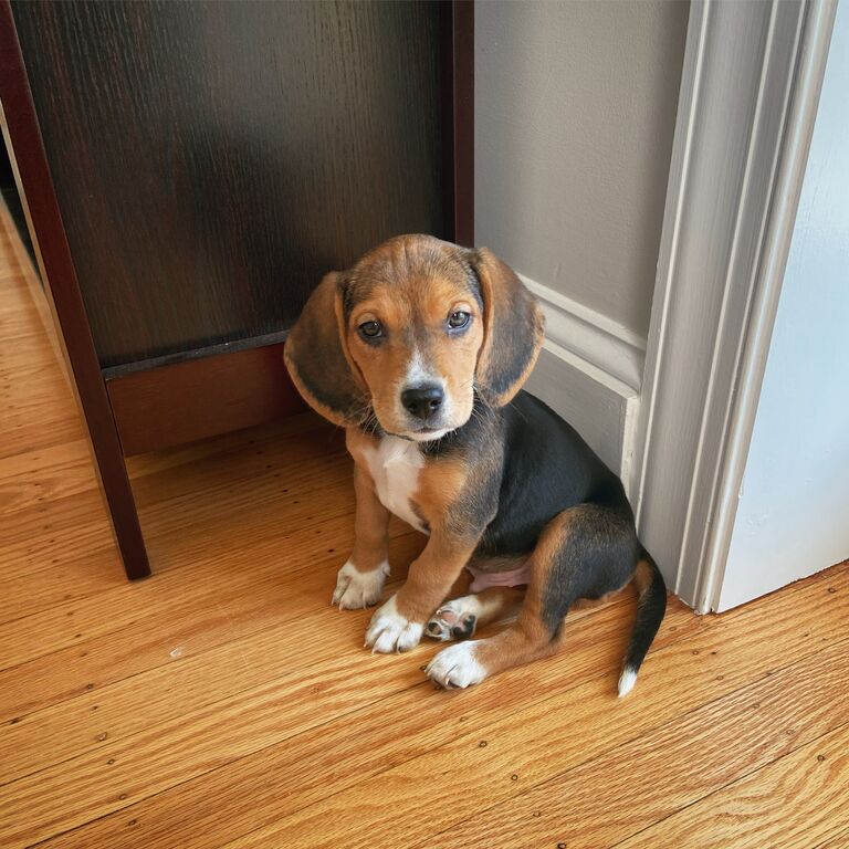 The day we brought our baby Bru home!