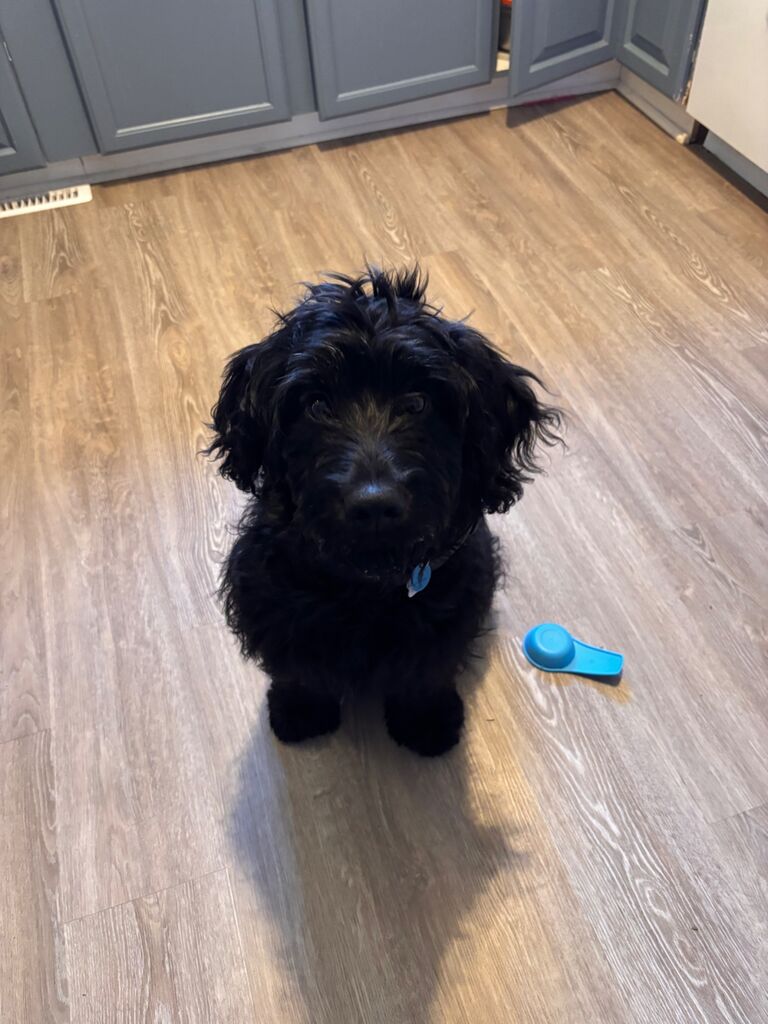 Welcomed Ivy to the family