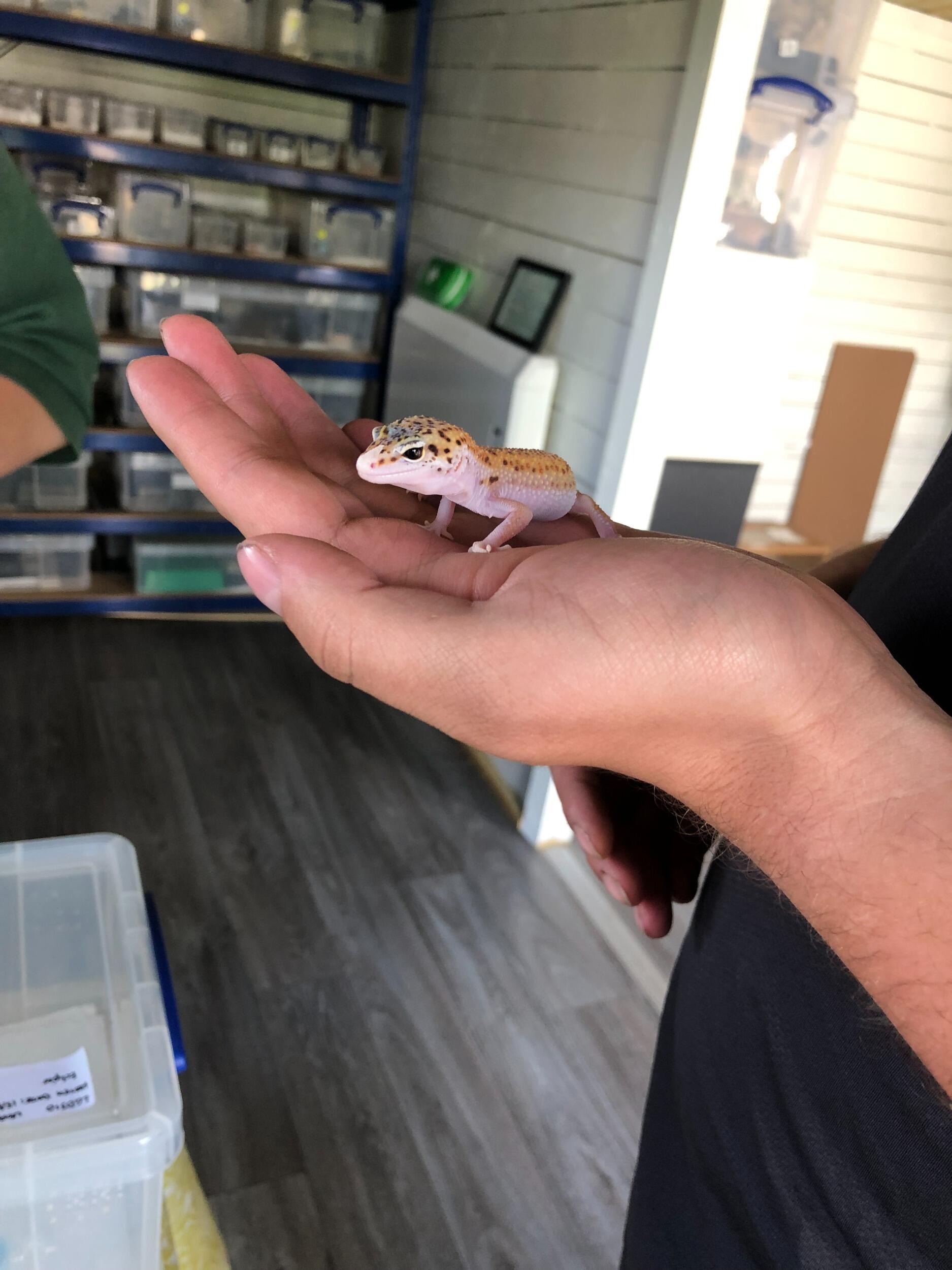 Our first child... sorry... pet, Leonard!🦎