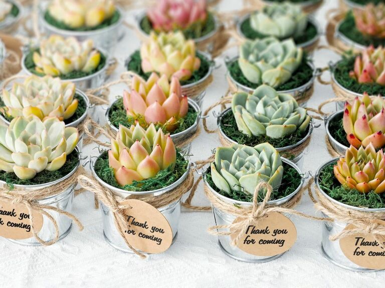 Mini succulent wedding favors