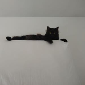 Gallery Photo 27